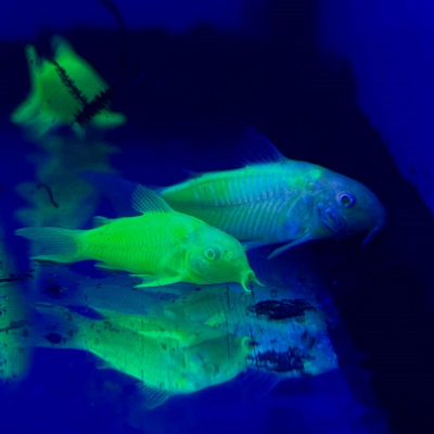 Коридорас ГЛО зеленый